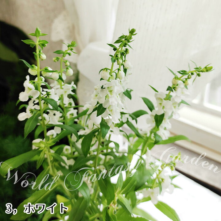 楽天市場 花苗 夏 アンゲロニア セレニータ 5色から選べる 1鉢3 3 5号 お届け中 Angelonia Angustifolia 鉢植え 鉢物 プランター 寄せ植え 夏苗 夏の苗 夏の花 非耐寒性多年草 ガーデン ガーデニング 青花 桃花 白花 紫花 ハッピーガーデン