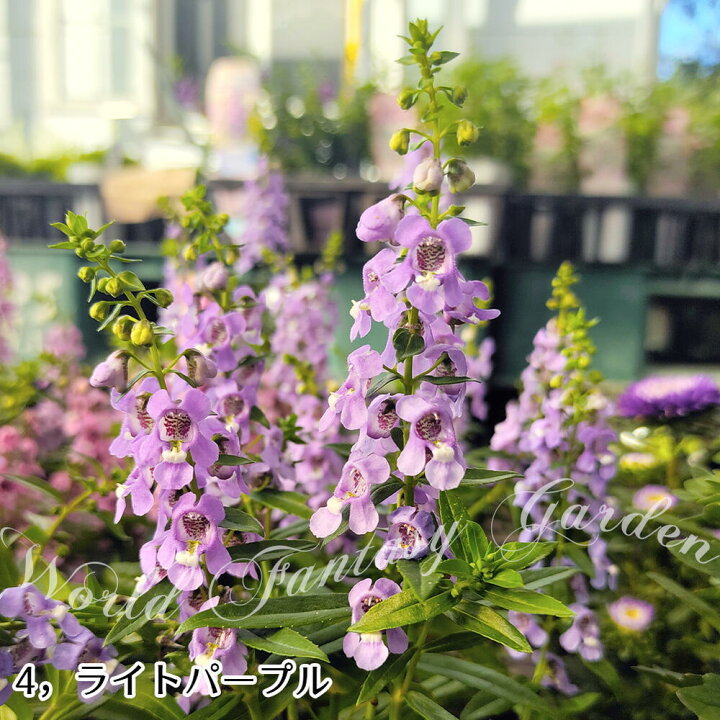 花苗 夏 プランター アンゲロニア お届け中 5色から選べる 鉢植え セレニータ 鉢物 Angustifolia Angelonia 1鉢3 3 5号