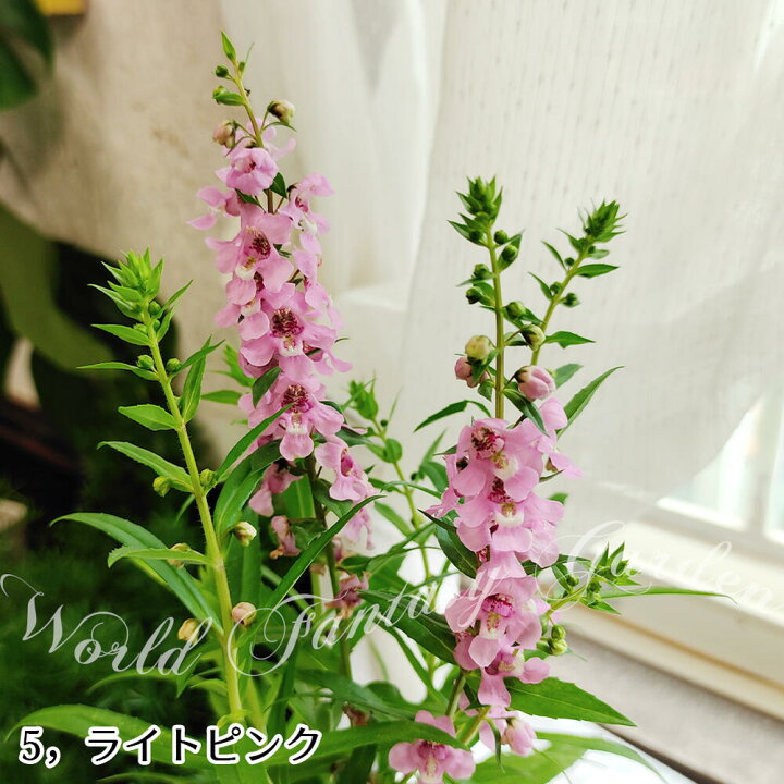 楽天市場 花苗 夏 アンゲロニア セレニータ 5色から選べる 1鉢3 3 5号 お届け中 Angelonia Angustifolia 鉢植え 鉢物 プランター 寄せ植え 夏苗 夏の苗 夏の花 非耐寒性多年草 ガーデン ガーデニング 青花 桃花 白花 紫花 ハッピーガーデン