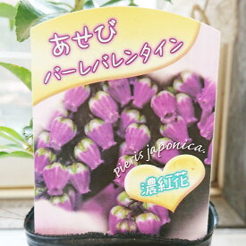 楽天市場 花 常緑 低木の通販