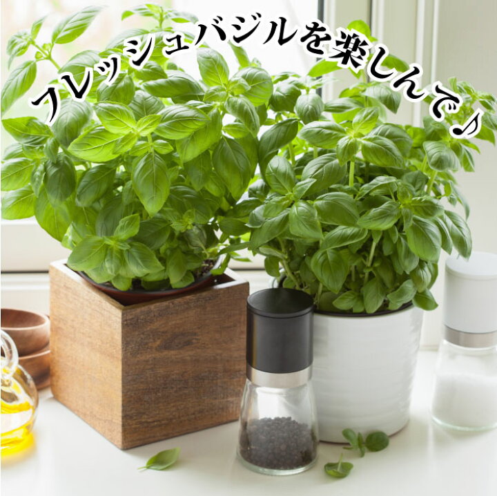 楽天市場 苗 ハーブ スイート バジル 1鉢 お届け中 ハッピーガーデン
