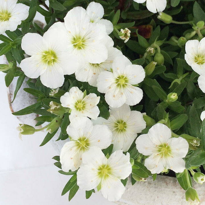 楽天市場 アレナリア ブリザードコンパクト 花なし 3 5号 1鉢 花苗 多年草 イングリッシュガーデン 苗 鉢植え 庭植え ガーデニング 花壇 ハッピーガーデン