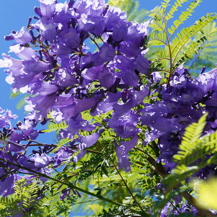 楽天市場 花木 矮性ジャカランダ ブルーブロッサムビューイング 5号 1鉢 お届け中 Jacaranda Blue Blossom Viewing 花木 庭木 暖地向き 半耐寒性落葉低木 ノウゼンカズラ コンパクト 接ぎ木 ハッピーガーデン