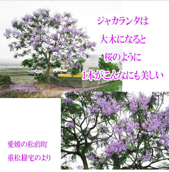 楽天市場】花木 矮性ジャカランダ ブルーブロッサムビューイング 5号 1 