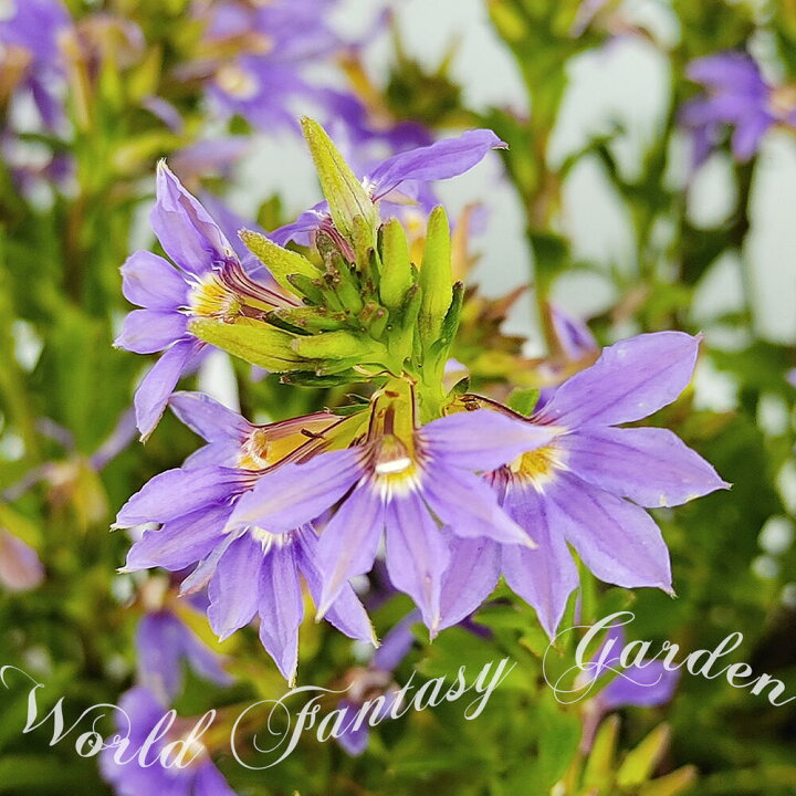 楽天市場 1000円ポッキリ 花苗 スカボラ ブルーファンフラワー 3鉢セット 3 3 5号 お届け中 Scaevola Aemula 草花 一年草 青花 夏苗 夏の花 花 ガーデン ガーデニング 花壇 鉢植え ハンギング グランドカバー スカエボラ スケボラ 22spr ハッピーガーデン