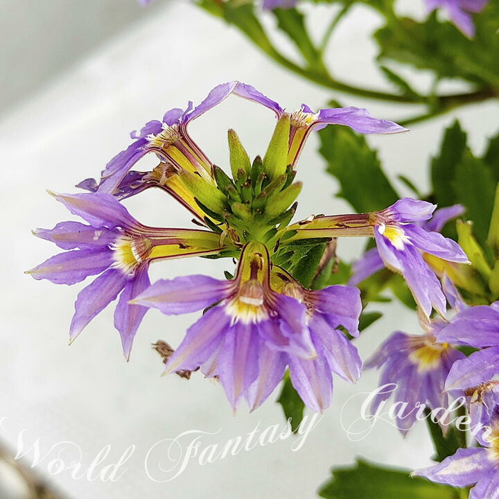 楽天市場 1000円ポッキリ 花苗 スカボラ ブルーファンフラワー 3鉢セット 3 3 5号 お届け中 Scaevola Aemula 草花 一年草 青花 夏苗 夏の花 花 ガーデン ガーデニング 花壇 鉢植え ハンギング グランドカバー スカエボラ スケボラ 22spr ハッピーガーデン 楽天市場 1000円ポッキリ 花苗 スカボラ ブルーファンフラワー 3鉢セット 3 3 5号 お届け中 Scaevola Aemula 草花 一年草 青花 夏苗 夏の花 花 ガーデン ガーデニング 花壇 鉢植え ハンギング グランドカバー スカエボラ スケボラ 22spr ハッピーガーデン