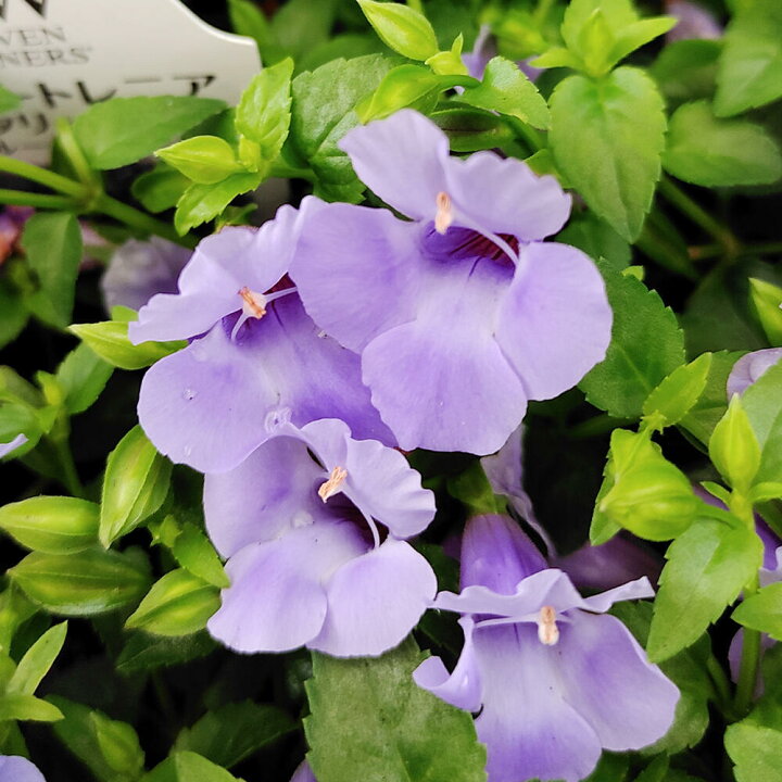 楽天市場 花苗 スーパートレニア カタリーナ ブルーリバー 1鉢 3 3 5号 お届け中 Torenia Hybrid 花壇 プランター 鉢植え ハンギング 青花 夏苗 ガーデニング ガーデン ハッピーガーデン