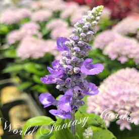 楽天市場 夏の花壇の通販