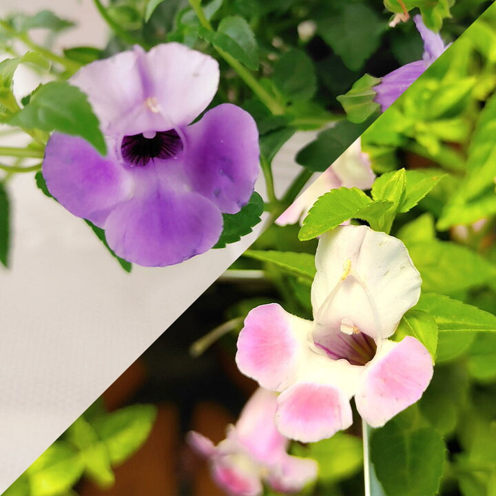 楽天市場 1000円ポッキリ 花苗 スーパートレニア カタリーナ 2色 2鉢セット 1鉢 3 3 5号 お届け中 Torenia Hybrid 花壇 プランター 鉢植え ハンギング 青花 夏苗 ガーデニング ガーデン ハッピーガーデン 楽天市場 1000円ポッキリ 花苗 スーパートレニア カタリーナ 2色 2鉢セット 1鉢 3 3 5号 お届け中 Torenia Hybrid 花壇 プランター 鉢植え ハンギング 青花 夏苗 ガーデニング ガーデン ハッピーガーデン
