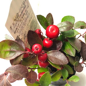 ԕc ~ `FbJ[x[ IׂZbg 2.5y͂zGaultheria procumbens chechkerberry Ԓd A 񂹐A A N  Ԗ  ΐ OEhJo[ t