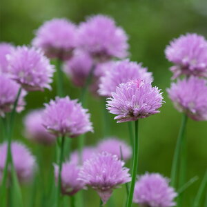 ハーブ 苗 秋 チャイブス 1鉢 3〜3.5号 【お届け中】chives Allium schoenoprasum チャイブ 多年草 紫花 ネギ坊主 庭植え 花壇 鉢植え 寄せ植え 花苗 冬 春 コンパニオンプランツ ハッピーガーデン
