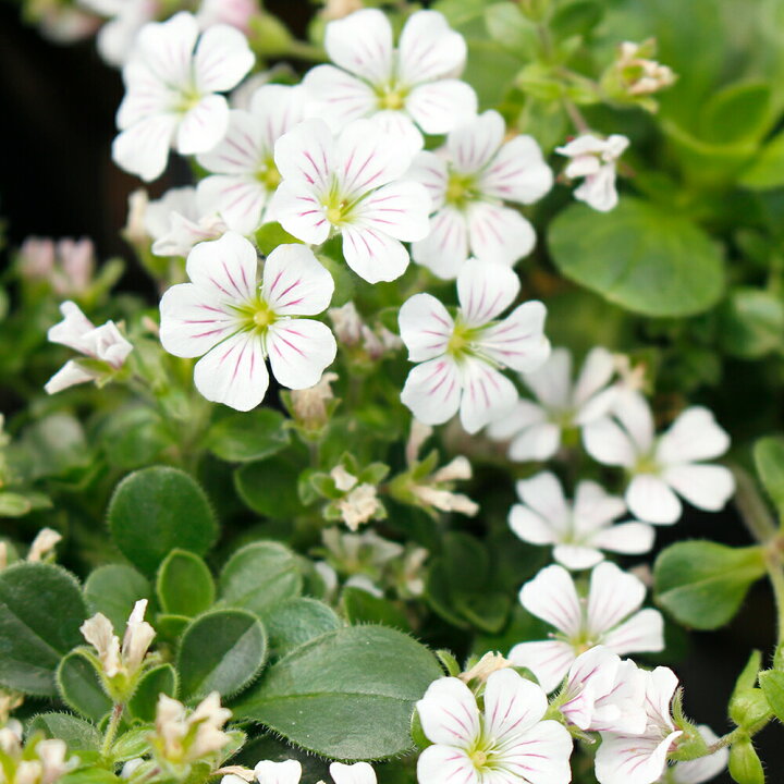 楽天市場 花苗 カーペット カスミソウ セラスチオイデス 1鉢3号 お届け中 Gypsophylla Cerastioides 多年草 宿根草 苗物 苗 鉢植え 庭植え ガーデニング 花壇 季節の花苗 グランドカバー カーペットかすみ草 白花 かすみ草 カスミソウ かすみそう 0430 ハッピー 楽天市場 花苗 カーペット カスミソウ セラスチオイデス 1鉢3号 お届け中 Gypsophylla Cerastioides 多年草 宿根草 苗物 苗 鉢植え 庭植え ガーデニング 花壇 季節の花苗 グランドカバー カーペットかすみ草 白花 かすみ草 カスミソウ かすみそう 0430 ハッピー