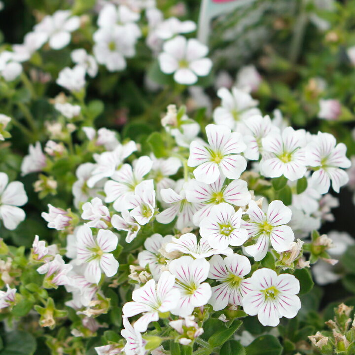 楽天市場 花苗 カーペット カスミソウ セラスチオイデス 1鉢3号 お届け中 Gypsophylla Cerastioides 多年草 宿根草 苗物 苗 鉢植え 庭植え ガーデニング 花壇 季節の花苗 グランドカバー カーペットかすみ草 白花 かすみ草 カスミソウ かすみそう 0430 ハッピー