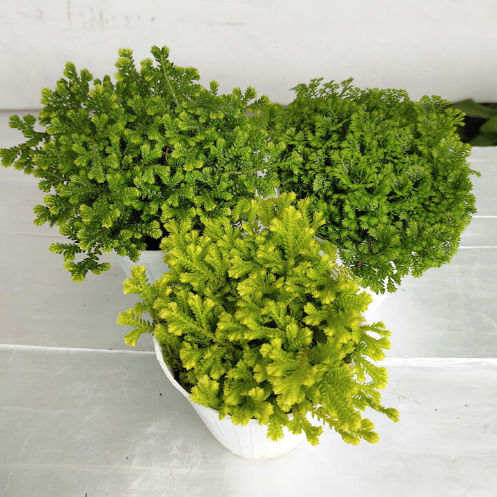 楽天市場 花苗 クッションモス 1鉢 2 5号 お届け中 セラギネラ セラジネラ Cushion Moss 苗 シダ科 ガーデニング ガーデン 庭植え 花壇 植物 ポット苗 常緑多年草 ハッピーガーデン 楽天市場 花苗 クッションモス 1鉢 2 5号 お届け中 セラギネラ セラジネラ Cushion Moss 苗 シダ科 ガーデニング ガーデン 庭植え 花壇 植物 ポット苗 常緑多年草 ハッピーガーデン