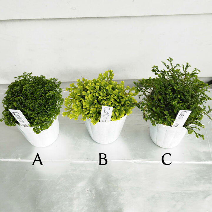 楽天市場 花苗 クッションモス 1鉢 2 5号 お届け中 セラギネラ セラジネラ Cushion Moss 苗 シダ科 ガーデニング ガーデン 庭植え 花壇 植物 ポット苗 常緑多年草 ハッピーガーデン 楽天市場 花苗 クッションモス 1鉢 2 5号 お届け中 セラギネラ セラジネラ Cushion Moss 苗 シダ科 ガーデニング ガーデン 庭植え 花壇 植物 ポット苗 常緑多年草 ハッピーガーデン