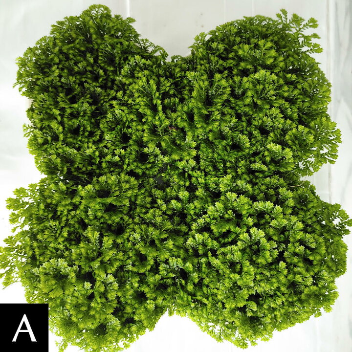 楽天市場 花苗 クッションモス 1鉢 2 5号 お届け中 セラギネラ セラジネラ Cushion Moss 苗 シダ科 ガーデニング ガーデン 庭植え 花壇 植物 ポット苗 常緑多年草 ハッピーガーデン 楽天市場 花苗 クッションモス 1鉢 2 5号 お届け中 セラギネラ セラジネラ Cushion Moss 苗 シダ科 ガーデニング ガーデン 庭植え 花壇 植物 ポット苗 常緑多年草 ハッピーガーデン