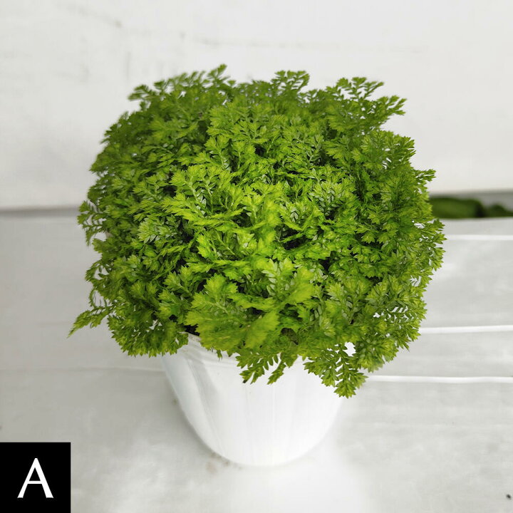 楽天市場 花苗 クッションモス 1鉢 2 5号 お届け中 セラギネラ セラジネラ Cushion Moss 苗 シダ科 ガーデニング ガーデン 庭植え 花壇 植物 ポット苗 常緑多年草 ハッピーガーデン 楽天市場 花苗 クッションモス 1鉢 2 5号 お届け中 セラギネラ セラジネラ Cushion Moss 苗 シダ科 ガーデニング ガーデン 庭植え 花壇 植物 ポット苗 常緑多年草 ハッピーガーデン