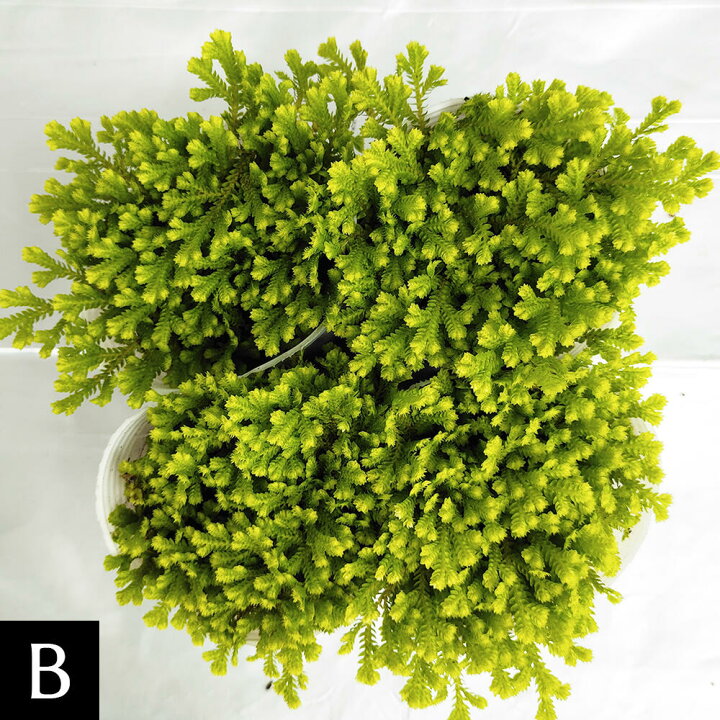 楽天市場 花苗 クッションモス 1鉢 2 5号 お届け中 セラギネラ セラジネラ Cushion Moss 苗 シダ科 ガーデニング ガーデン 庭植え 花壇 植物 ポット苗 常緑多年草 ハッピーガーデン 楽天市場 花苗 クッションモス 1鉢 2 5号 お届け中 セラギネラ セラジネラ Cushion Moss 苗 シダ科 ガーデニング ガーデン 庭植え 花壇 植物 ポット苗 常緑多年草 ハッピーガーデン