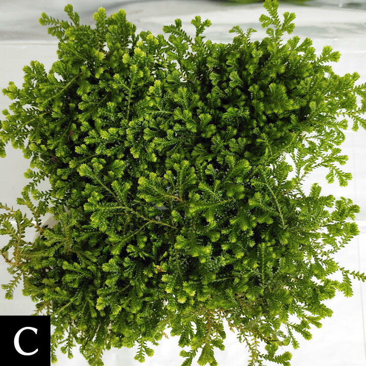 楽天市場 花苗 クッションモス 1鉢 2 5号 お届け中 セラギネラ セラジネラ Cushion Moss 苗 シダ科 ガーデニング ガーデン 庭植え 花壇 植物 ポット苗 常緑多年草 ハッピーガーデン 楽天市場 花苗 クッションモス 1鉢 2 5号 お届け中 セラギネラ セラジネラ Cushion Moss 苗 シダ科 ガーデニング ガーデン 庭植え 花壇 植物 ポット苗 常緑多年草 ハッピーガーデン