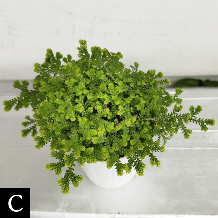 楽天市場 花苗 クッションモス 1鉢 2 5号 お届け中 セラギネラ セラジネラ Cushion Moss 苗 シダ科 ガーデニング ガーデン 庭植え 花壇 植物 ポット苗 常緑多年草 ハッピーガーデン 楽天市場 花苗 クッションモス 1鉢 2 5号 お届け中 セラギネラ セラジネラ Cushion Moss 苗 シダ科 ガーデニング ガーデン 庭植え 花壇 植物 ポット苗 常緑多年草 ハッピーガーデン