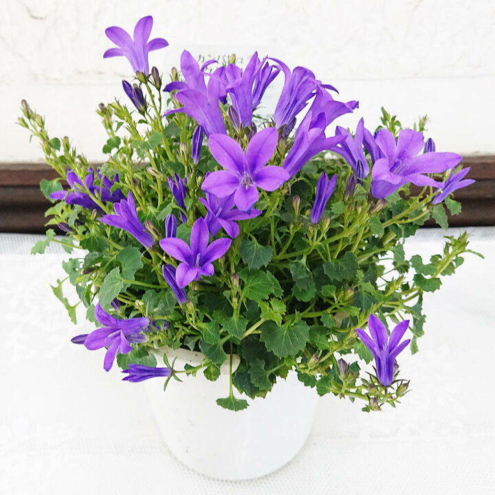 楽天市場 花苗 春 カンパニュラ ダークゲットミー 1鉢 4号 花付き お届け中 Campanula Hybrid カンパニラ 青花 ツリガネソウ 釣鐘草 キキョウ ホタルブクロ 春苗 冬苗 ハッピーガーデン 楽天市場 花苗 春 カンパニュラ ダークゲットミー 1鉢 4号 花付き お届け中 Campanula Hybrid カンパニラ 青花 ツリガネソウ 釣鐘草 キキョウ ホタルブクロ 春苗 冬苗 ハッピーガーデン