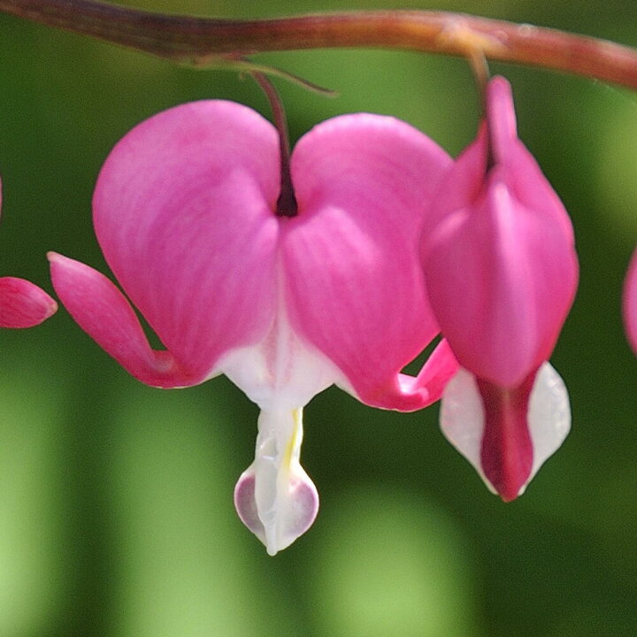 楽天市場 花苗 春 たいつり草 桃花 1鉢4号 今年度は花終わり Dicentra Spectabilis タイツリソウ 花苗 花 耐寒性宿根多年草 宿根草 多年草 ケシ 芥子 春苗 ハッピーガーデン