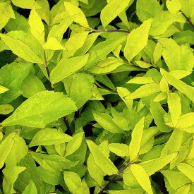 楽天市場 デュランタ 花 観葉植物 花 ガーデン Diy の通販