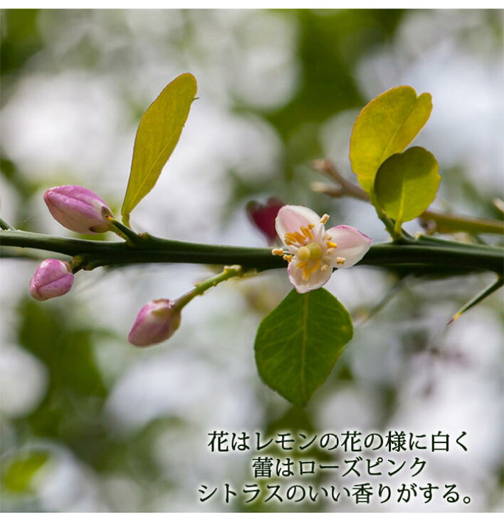 楽天市場 あす楽 果樹 プレゼント 果樹 ギフト フィンガーライム ピンク 1鉢8号 最短発送 地域限定送料無料 Finger Lime Pink 実のなる木 誕生日 送料無料 誕生日 祖母 女性 祖父 開店祝い 新築祝い 引っ越し祝い 友人 22kr ハッピーガーデン