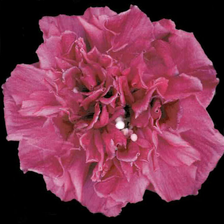 楽天市場 花木 ローズオブシャロン フレンチキャバレー レッド 4 5号 お届け中 Hibiscus Syriacus 鉢植え アオイ フヨウ 庭木 落葉性 桃花 花が咲く木 花 八重咲き ガーデン ガーデニング ヒビスクス ハイビスカス 木槿 ムクゲ むくげ ハッピーガーデン