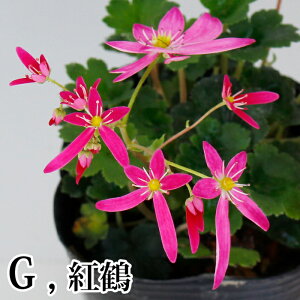 �c �ԕc �啶���� 3.5�� �I�ׂ�i�� �ԏI���ł��͂��y���͂����zSaxifraga fortunei var. incisolobata ���N�� �V�F�C�h�K�[�f�� ���A ���� �ԉ� ���� ��A�� �Ԓd ���A�� �񂹐A�� �~ �t �n�b�s�[�K�[