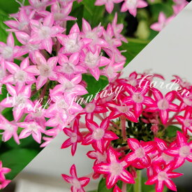 楽天市場 珍しい 花苗の通販 楽天市場 珍しい 花苗の通販