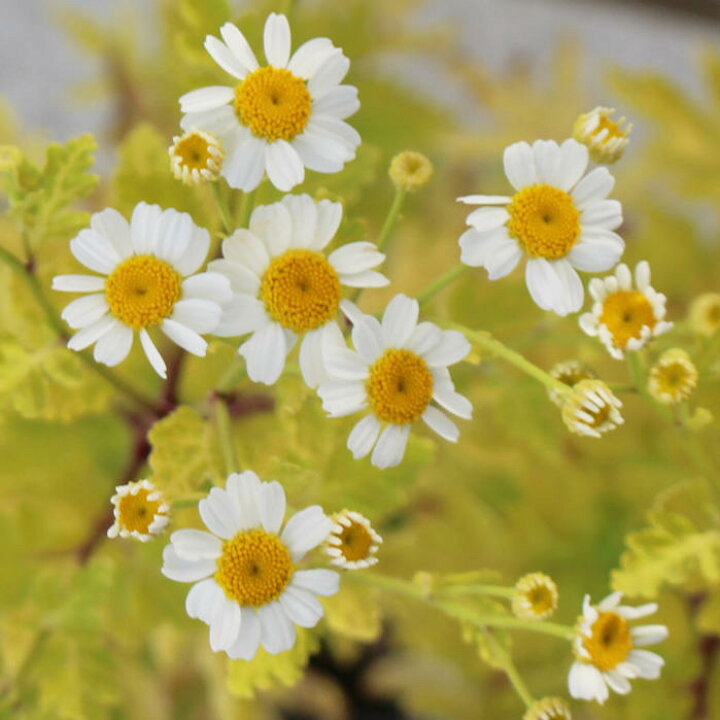 楽天市場 タナセツム ゴールデンモス 1鉢3 3 5号 お届け中 春苗 花苗 多年草 白花 除虫菊 イングリッシュガーデン 苗 鉢植え 庭植え ガーデニング 花壇 Tanacetum Parthenium Golden Moss ハッピーガーデン