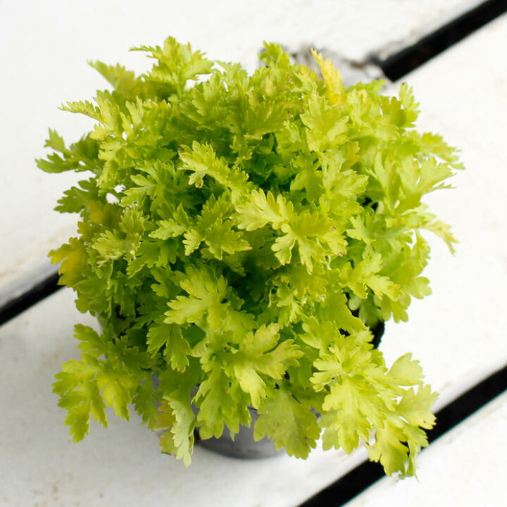 楽天市場 タナセツム ゴールデンモス 1鉢3 3 5号 お届け中 春苗 花苗 多年草 白花 除虫菊 イングリッシュガーデン 苗 鉢植え 庭植え ガーデニング 花壇 Tanacetum Parthenium Golden Moss ハッピーガーデン