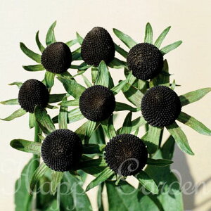 花苗 秋 多年草 宿根草 花 ルドベキア グリーンウィザード 1鉢 3〜3.5号【10月下旬〜お届け 秋苗先行予約】Rudbeckia occidentalis Green Wizard グリーンウイザード 耐寒性多年草 イングリッシュガーデ