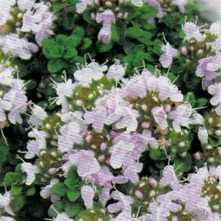 楽天市場 花苗 春 イブキジャコウソウ 桃 1鉢 3 3 5号鉢 お届け中 Thymus Quinquecostatus Thymus Serpyllum Ssp Quinquecostatus 花 苗 桃花 グランドカバー 春苗 庭植え 鉢植え プランター ハッピーガーデン