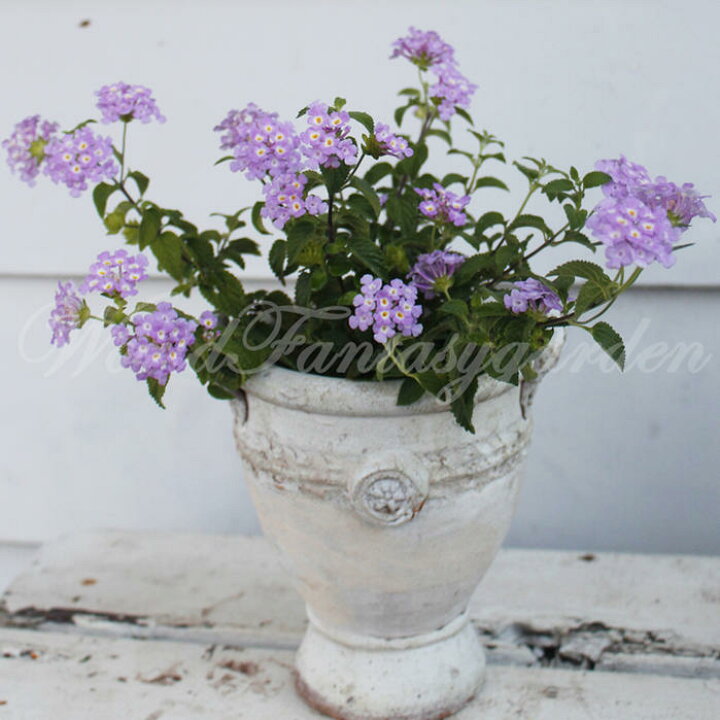 楽天市場 花苗 秋苗 細葉小花 コバナラタナ ラベンダーピンクの花 3 5号 1鉢 お届け中 取置 Lantana Montevidensis 花苗 夏の花 苗 コバノランタナ 小花ランタナ 多年草 ガーデン 夏苗 ハッピーガーデン