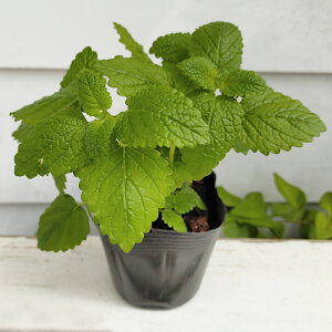 多年草 鉢植えの人気商品 通販 価格比較 価格 Com