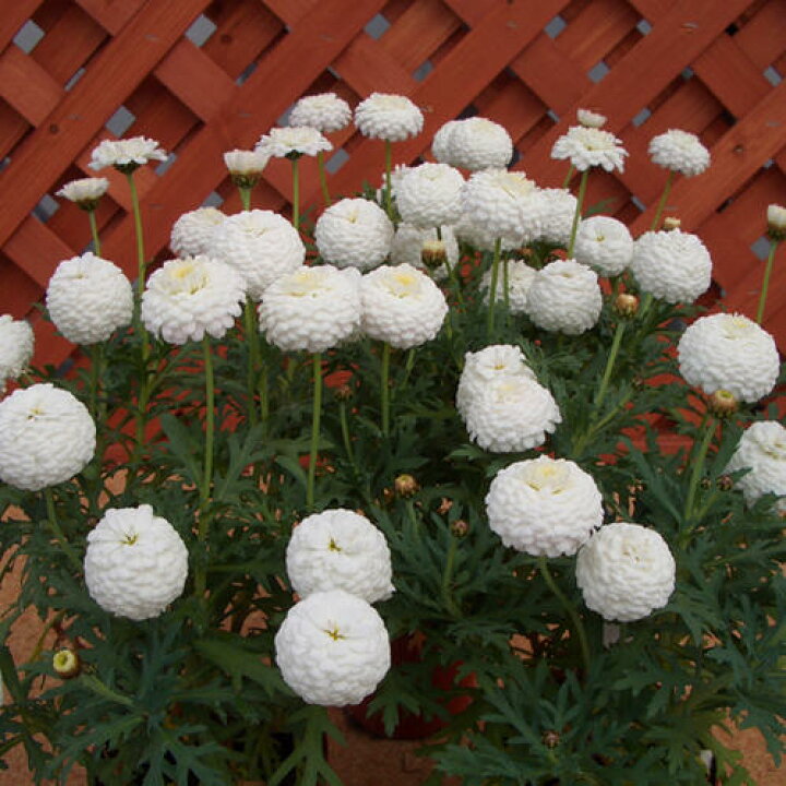 楽天市場 花苗 春 マーガレットマルコロッシ 1鉢3 5号 お届け中 Argyranthemum Frutescens イングリッシュガーデン 白花 背丈低い ガーデニング 寄せ植え 鉢植え 花苗 春 苗 花 多年草 0430 ハッピーガーデン