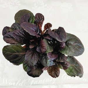 �c �ԕc �A�W���K �}�z�K�j�[ 1�� 2.5�`3���y�ʔN�̔� ���͂����zAjuga reptans mahogany ���� ���N�� �V�F�[�h�K�[�f�� ���A �J���[���[�t �o�[�K���f�B�F ���t �H �~ �t �n�b�s�[�K�[�f��