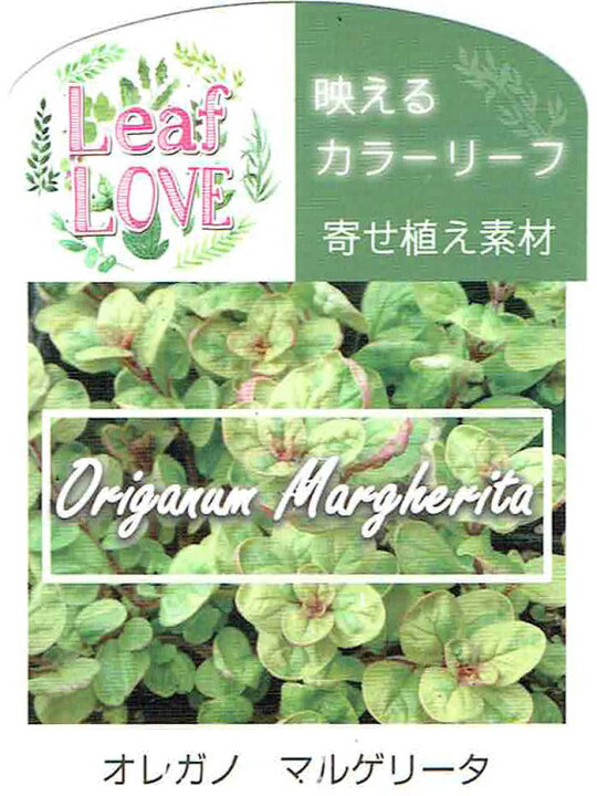 楽天市場 オレガノ マルゲリータ 1鉢3 3 5号 カラーリーフ 苗 花苗 春 桃花 カラーリーフ 多年草 イングリッシュガーデン 苗物 鉢植え 庭植え ガーデニング 花壇 キャッシュレス還元対象 ハッピーガーデン