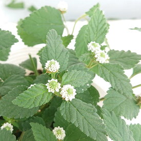 楽天市場 ガーデニング 宿根草 寄せ植えの通販