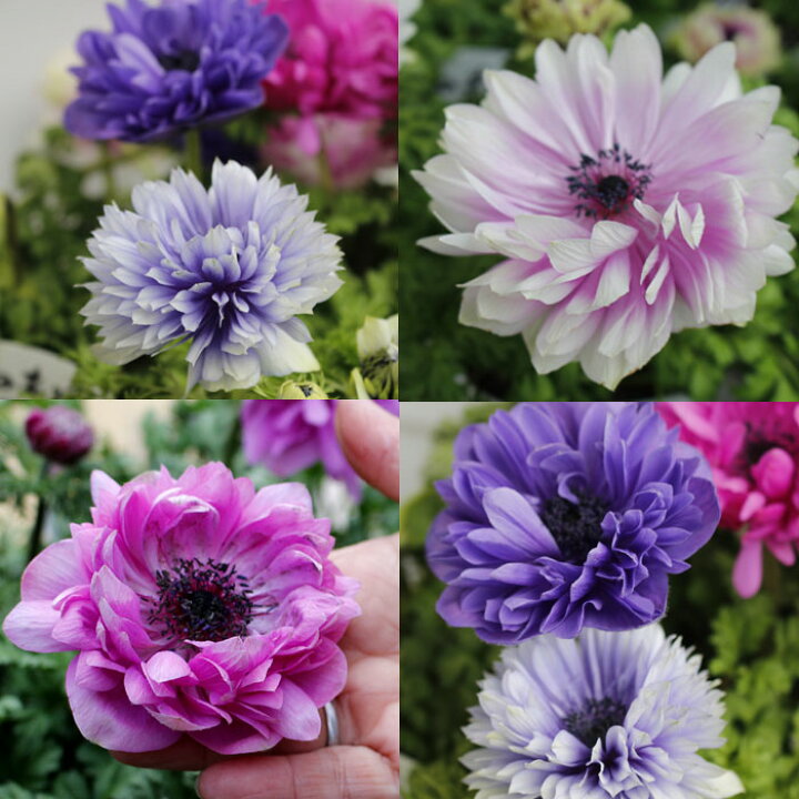 楽天市場】アネモネ 凛々花 花付き蕾付き 3.5号1ポット 【お届け中 