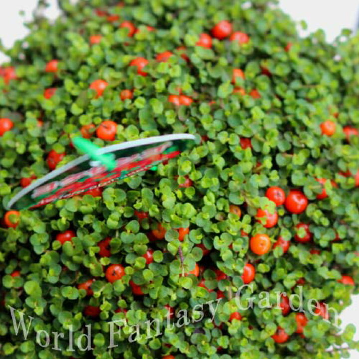 楽天市場 新登場 数量限定 コケサンゴ 苔サンゴ 3号 Bead Plant 玉ツヅリ Nertera Granadensis アカネ科 多年草 ハッピーガーデン