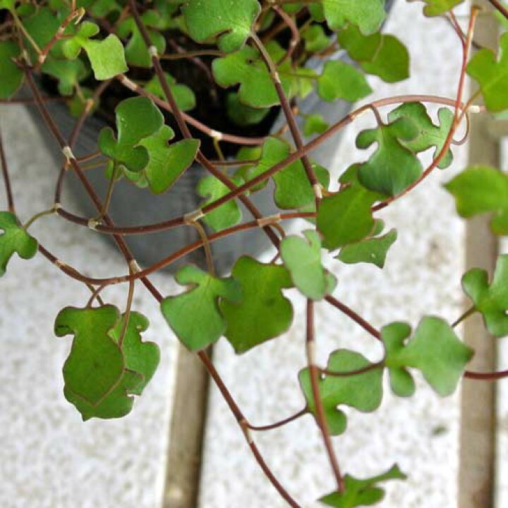 楽天市場 ワイヤープランツ スペード 1鉢 Muehlenbeckia Spade ハッピーガーデン