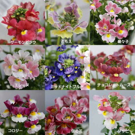 楽天市場 花 春 宿根草の通販