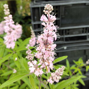 珍しい 花 鉢植えの人気商品 通販 価格比較 価格 Com
