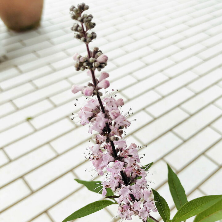 楽天市場 珍しい 花鉢 花木 西洋人参木 桃花 6号1鉢 お届け中 地域限定 送料無料 Chaste Tree Chasteberry セイヨウニンジンボク チェストツリー 西洋ニンジンボク 低木 垣根 庭植え 鉢植え 花 庭木 花木 ピンク花 ガーデニング ガーデン 夏苗 夏の花 ハッピーガーデン
