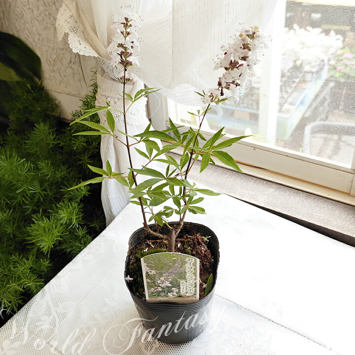 花苗 夏 プランター アンゲロニア お届け中 5色から選べる 鉢植え セレニータ 鉢物 Angustifolia Angelonia 1鉢3 3 5号
