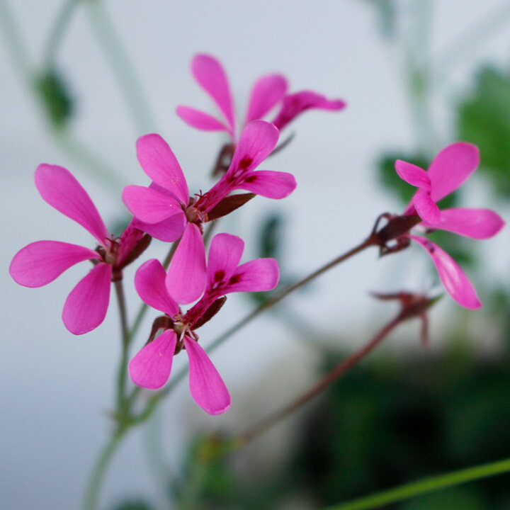 楽天市場 ペラルゴニウムパールピンク 1鉢3 5号pelargonium 多年草 桃花 春苗 花苗 苗 鉢植え 庭植え ガーデニング 花壇 草花 ペラルゴニューム ハッピーガーデン 楽天市場 ペラルゴニウムパールピンク 1鉢3 5号pelargonium 多年草 桃花 春苗 花苗 苗 鉢植え 庭植え ガーデニング 花壇 草花 ペラルゴニューム ハッピーガーデン