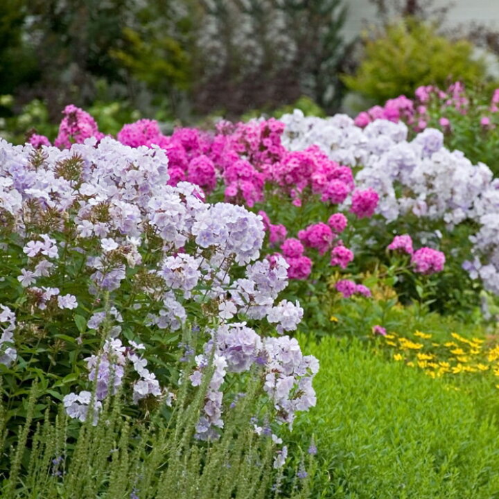 楽天市場 花苗 宿根フロックス 7種より選択 1鉢3 3 5号 お届け中 Phlox 花苗 宿根草 苗 庭植え イングリッシュガーデン ハッピーガーデン